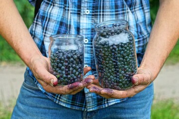 two glass round jars with sweet forest tasty healthy black berry with vitamins summer blueberries in hands of man after picking in daytime outside near green grass