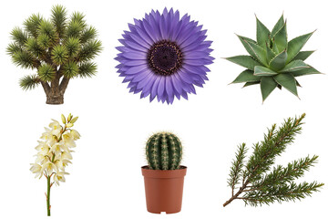 Set of desert botanicals: Barrel cactus, Joshua tree branch, Yucca flower, Creosote bush twig, Agave rosette and Mojave aster, isolated on transparent background