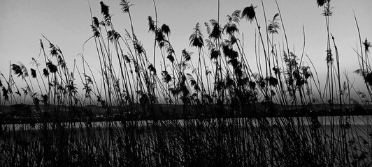 Reed dry seds - reed, dry reed, dry reed in the meadow - beautiful nature in autumn