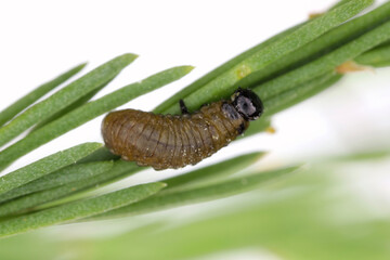 Larva of Spotted asparagus beetle (Crioceris duodecimpunctata) on asparagus. Pest of cultivated vegetables.