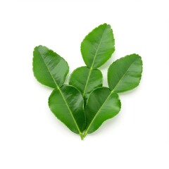 Fresh kaffir lime leaves isolated on white background, perfect for Thai cuisine visuals, Asian cooking ingredients, herbal flavor profiles, and culinary herb designs