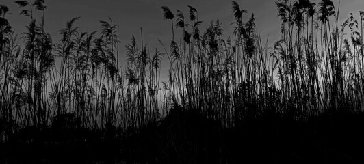 Reed dry seds - reed, dry reed, dry reed in the meadow - beautiful nature in autumn