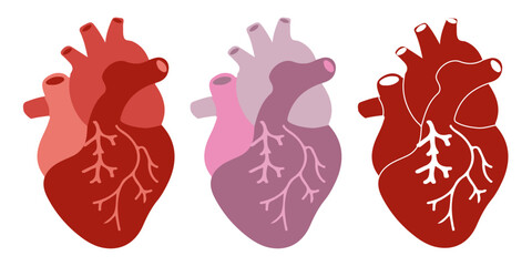 vector illustration of the human heart
