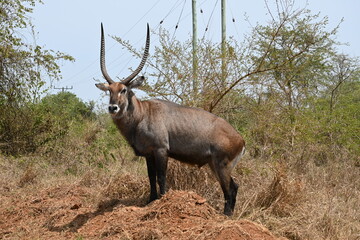 Antelope standing alert in the African savannah