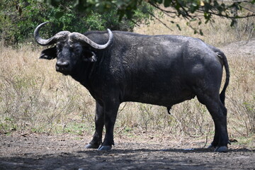 African buffalo standing alone in the savannah grassland