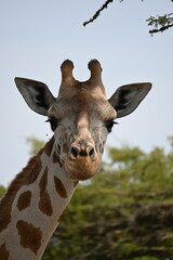 Giraffe standing in the African savannah under a clear blue sky