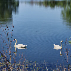 Serene Swans Gracefully Gliding Across the Tranquil and Calm Waters of a Beautiful Lake