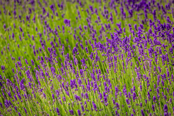 field of lavender