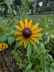 Black Eyed Susan