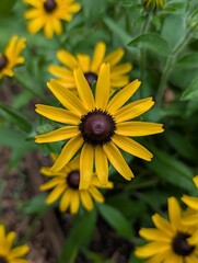 yellow flower in the garden