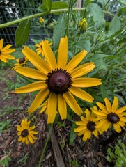 sunflower in the garden
