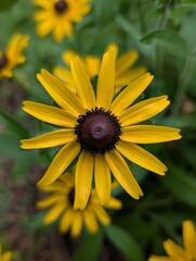 yellow flower in the garden