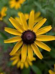 yellow flower in the garden