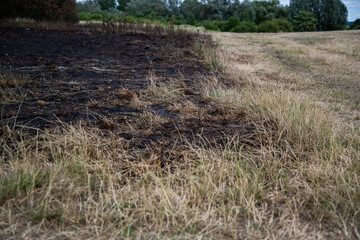 Scorched grass at Rammey Marsh, Enfield, London, after wildfires. Charred ground shows the...