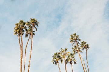 Three tall palm trees stretch into a soft blue sky with light clouds.