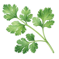 Lamas personalizadas con tu foto Cilantro Sprig Watercolor Illustration, Isolated on Transparent Background, Botanical, Herb, Cilantro, Spice, Green