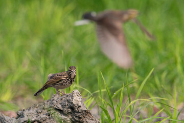 a small bird on the grass