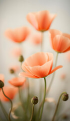 Poppy flowers