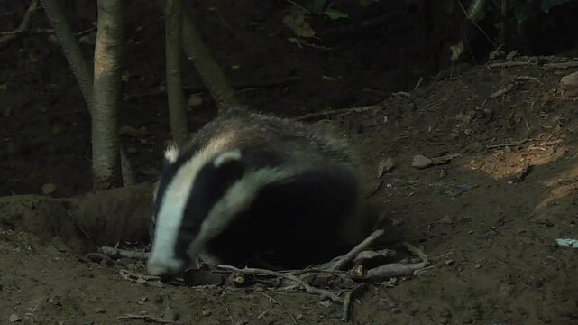 European Badger Cub (Meles Meles) Feeding At Dusk By Its Sett, UK