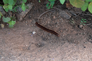 worm on the ground