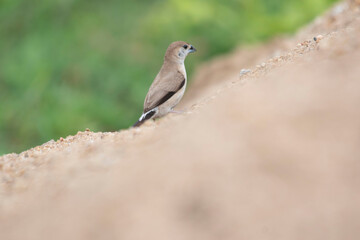 female house sparrow passer domesticus