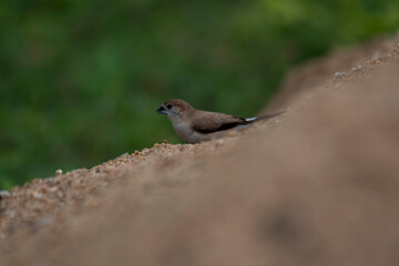 red backed shrike