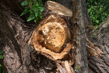Splintered tree trunk at Rammey Marsh, Enfield, London. Exposed wood core likely damaged by storm, age, or post-wildfire weakening.