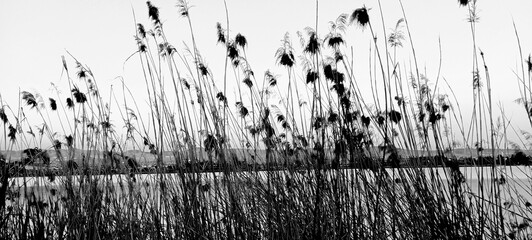 Reed dry seds - reed, dry reed, dry reed in the meadow - beautiful nature in autumn