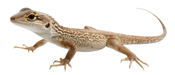 Lizard action pose on transparent background cutout natural environment wildlife photography