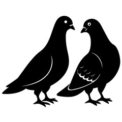 two pigeons on a white background