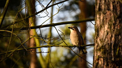 Eurasian jay (Garrulus glandarius) portrait 