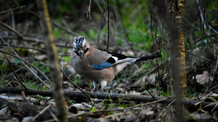 Eurasian jay (Garrulus glandarius) portrait 