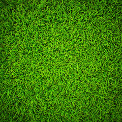 Vibrant Green Grass Texture: Lush, Spring-like, Natural Background Image