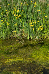 Eutrophication: layer of algae on water of ditch, Yellow iris growing on the bank 
