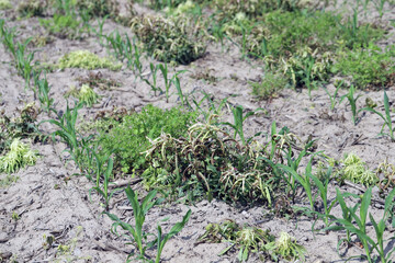 Weed control in corn crop. Effect of using herbicide, pesticides on weeds in the field.