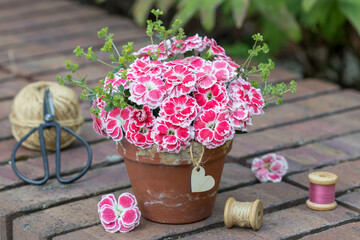 Blumen-Arrangement mit pink Gartennelken (Dianthus caryophyllus) und Frauenmantel (Alchemilla) im...