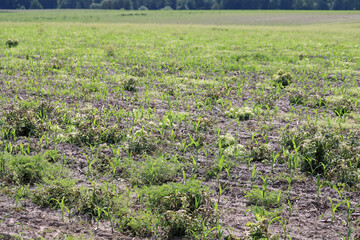 Weed control in corn crop. Effect of using herbicide, pesticides on weeds in the field.