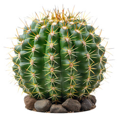 A vibrant green spherical cactus, densely covered in short.png