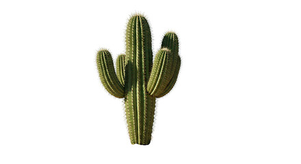 An isolated saguaro cactus stands tall, showcasing its spiky green form against a black backdrop.