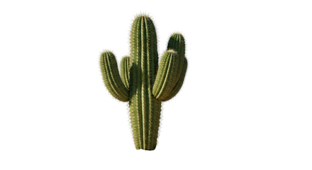 An isolated saguaro cactus stands tall, showcasing its spiky green form against a black backdrop.