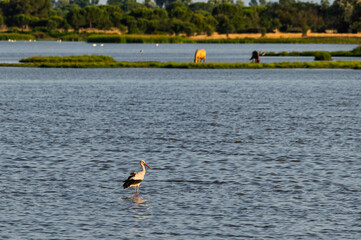 A stork stand in the water in a marsh with wild horses grazing in the background at sunset in Doñana national park