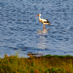 A stork walks in a marsh looking for food late in the afternoon.