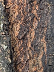 bark of a tree