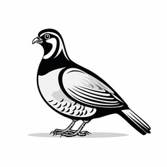 Partridge bird. Black and white illustration of Partridge bird on white background