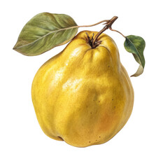 Watercolor Quince Illustration, Isolated on Transparent Background, Botanical Painting, Fruit, Cydonia oblonga, Quince, watercolor, illustration