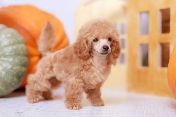 Fluffy apricot poodle puppy with curly coat standing sideways, looking forward, surrounded by...