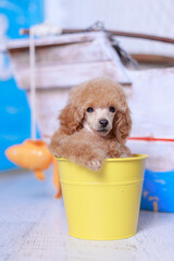 Apricot poodle puppy peeking from vibrant yellow metal bucket with rustic wooden fishing boat...