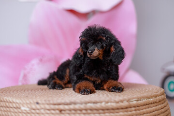 Close-up horizontal shot of black and tan toy poodle with dense curly fur looking slightly sideways...