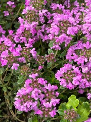 Lilac flowers of early thyme in the garden in early summer