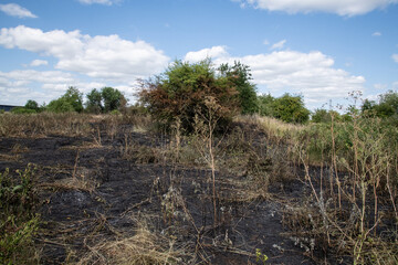 Scorched grass at Rammey Marsh, Enfield, London, after wildfires. Charred ground shows the...